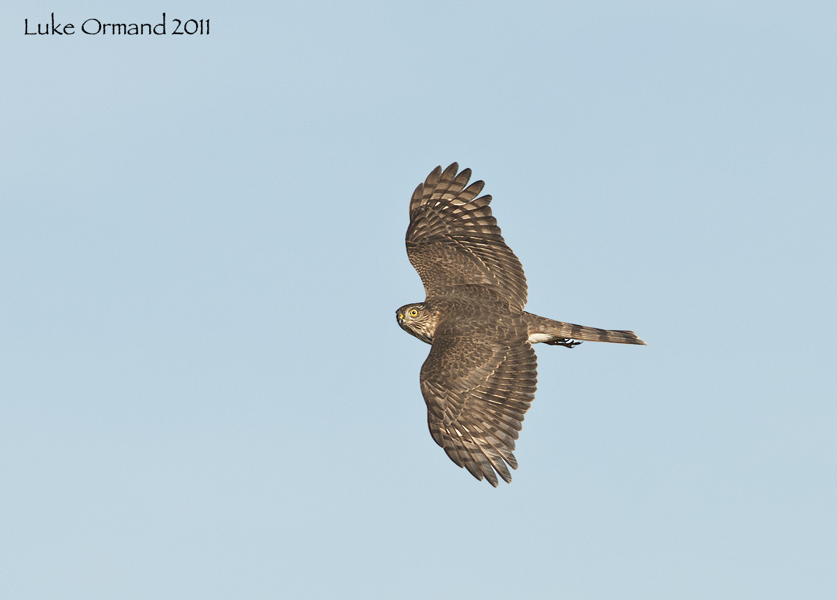 Cooper's Hawk