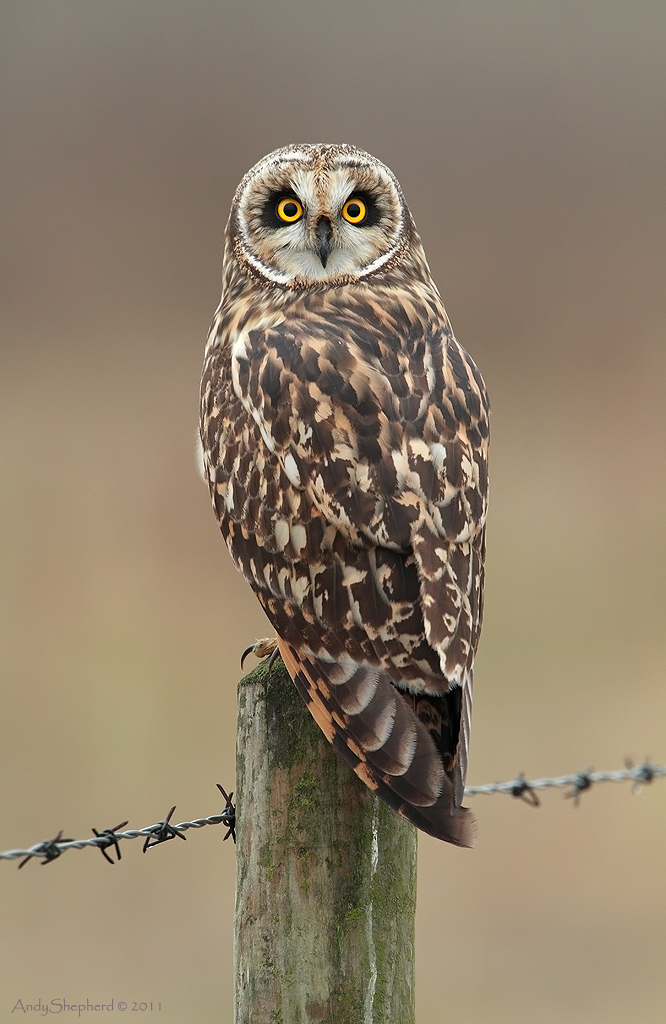Short-eared portrait