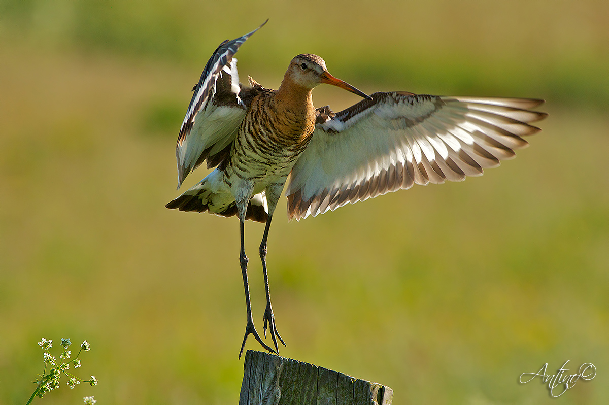 Black-tailed Godwit