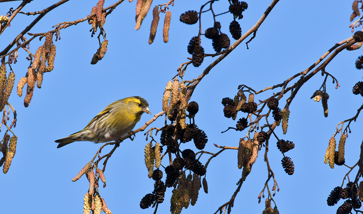 Siskin + REPOST - now higher in the frame