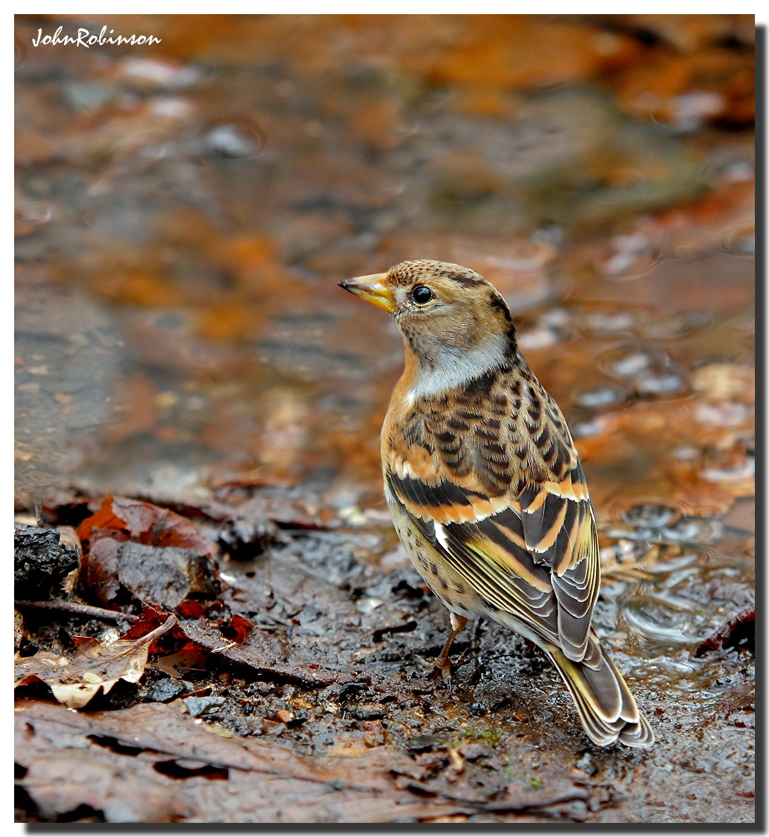 Brambling (Female)