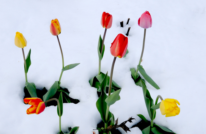 Triumphant Tulips