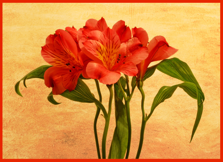 Lilies
