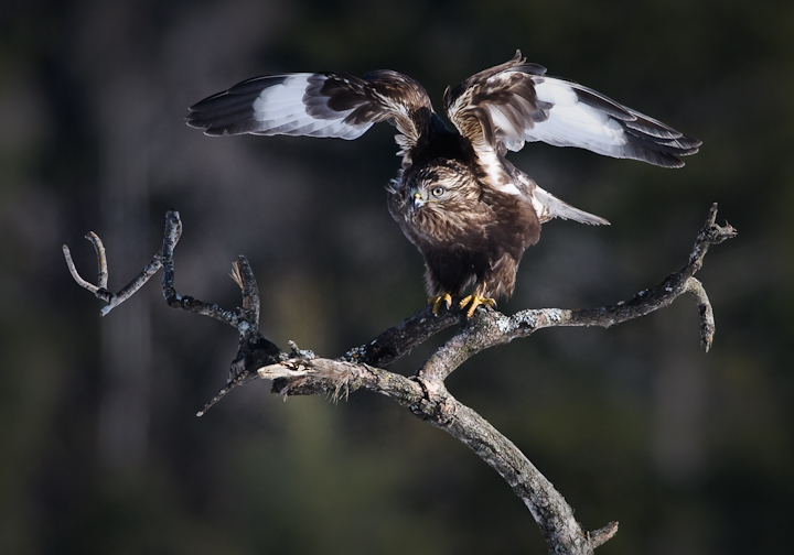 Rough legged Hawk
