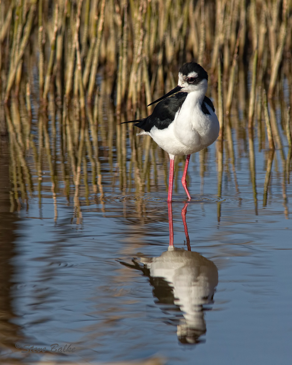Black-Necked Stilt