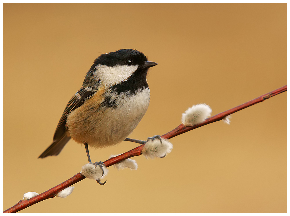 Coal Tit