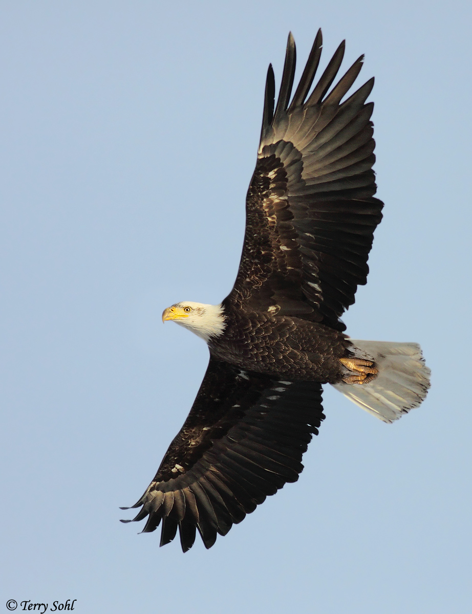 Eagle Flight