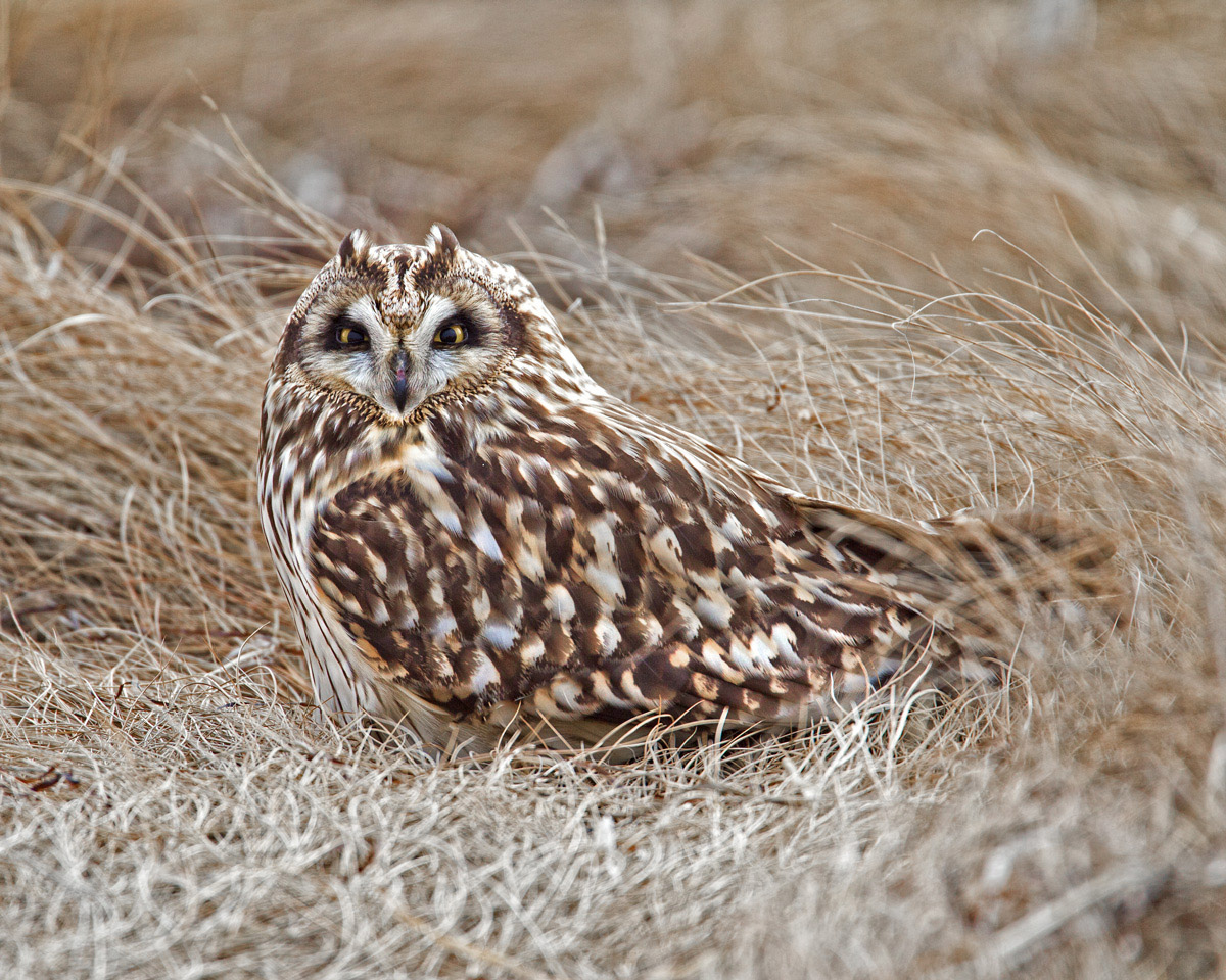 The Weary Hunter