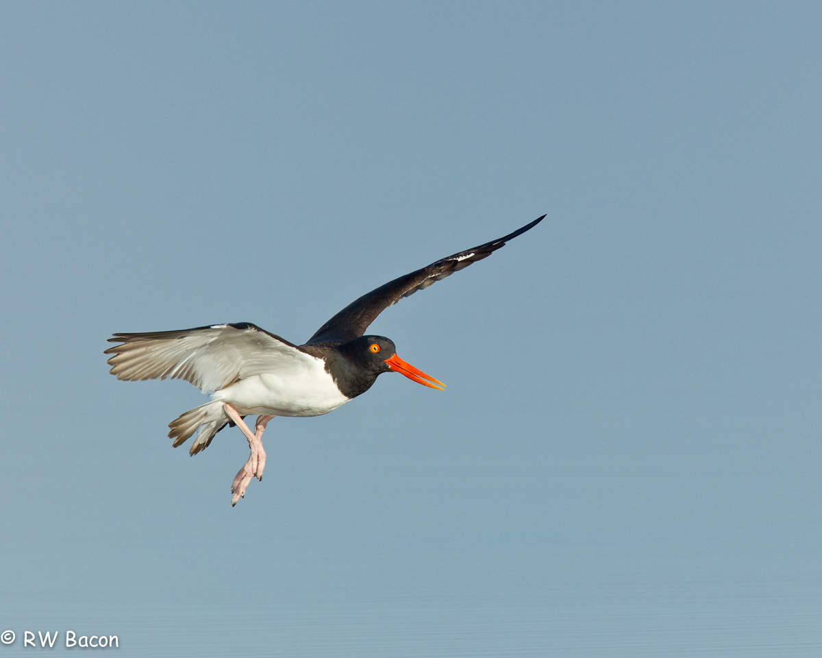 American Oystercatcher