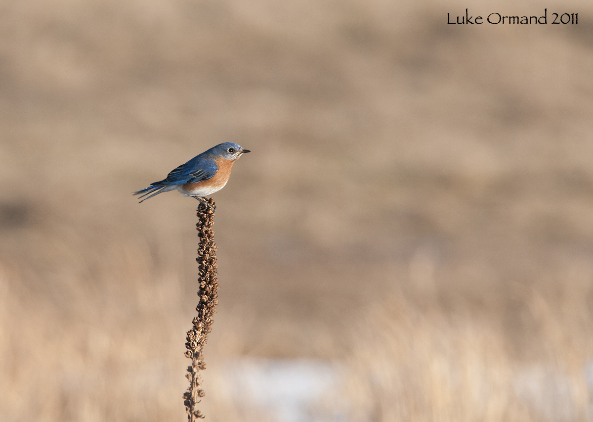 Male Eastern Bluebird