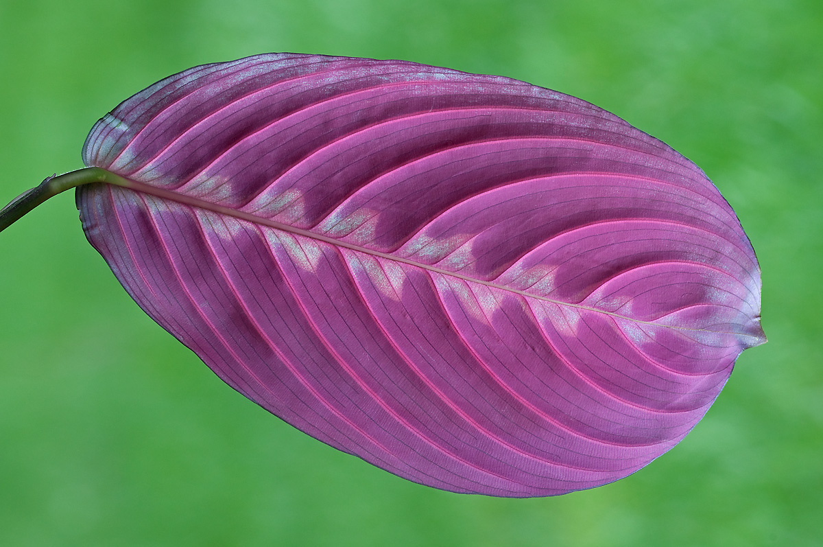 Prayer Plant Underside