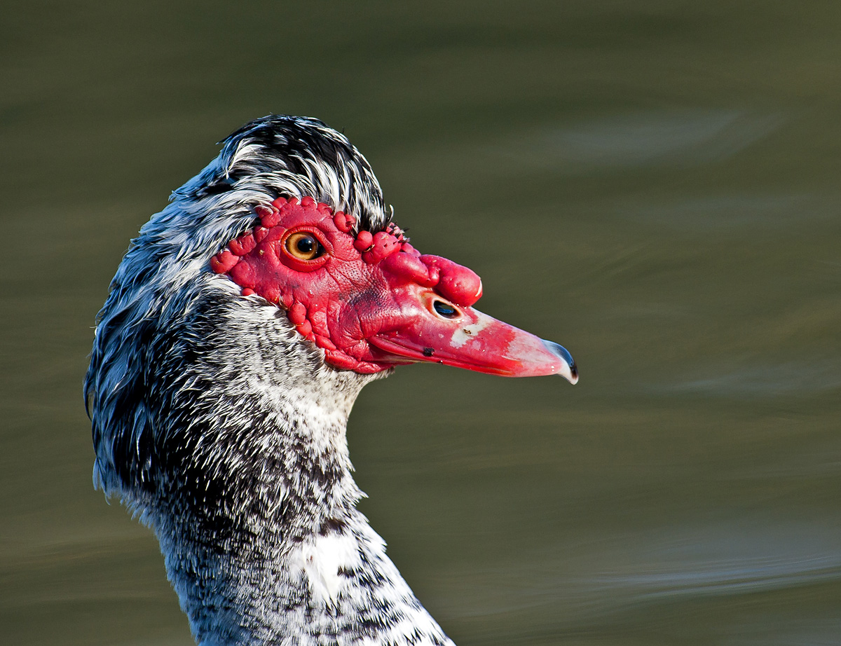 Mutt Duck