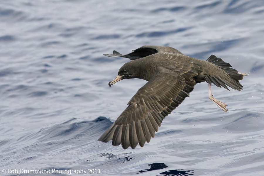 Flesh-footed Shearwater