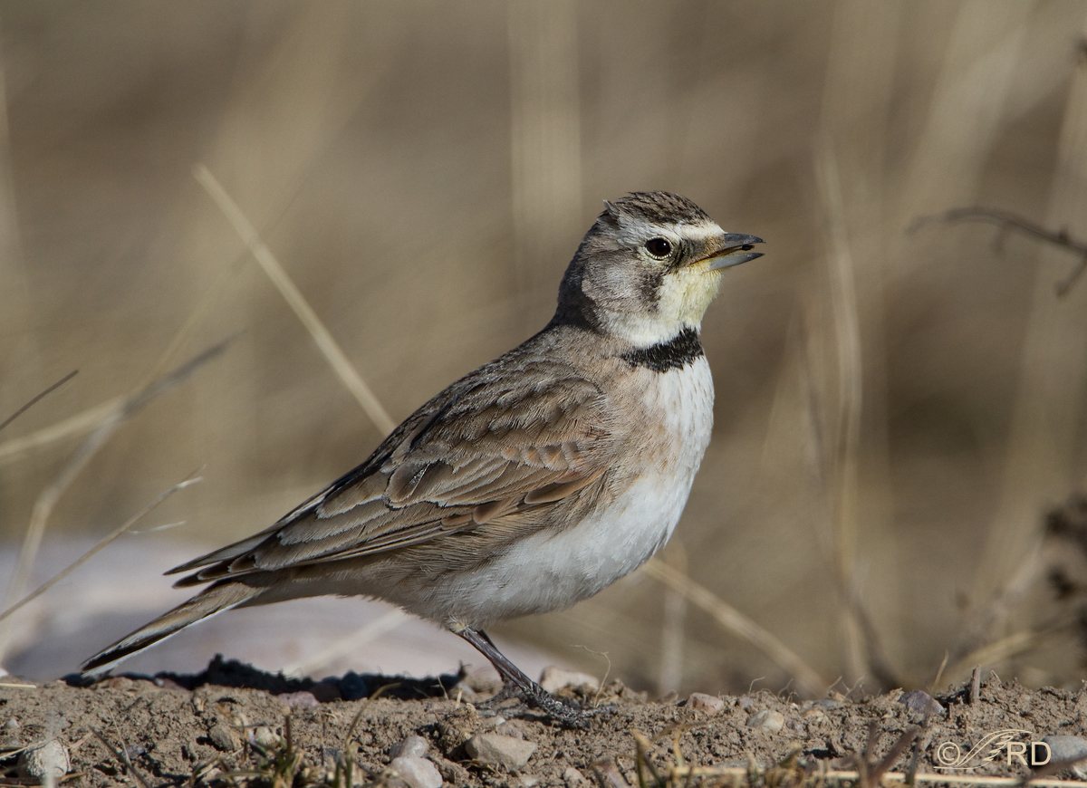 Horned Lark - female