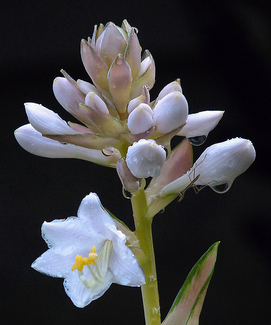 Hosta flower