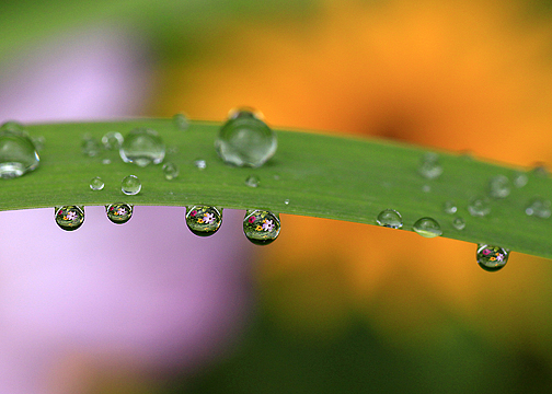 flower reflections