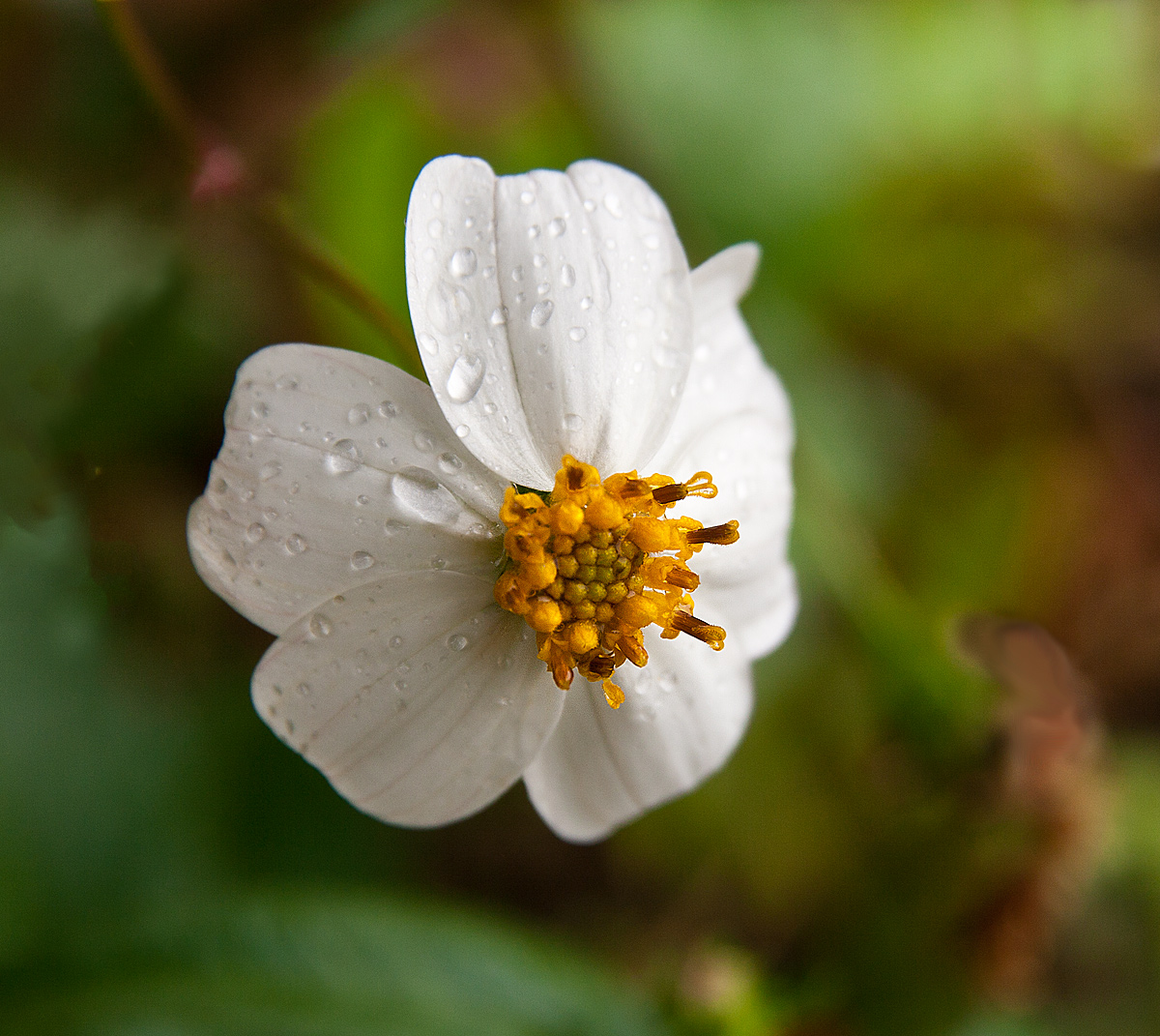 Flower in Rain