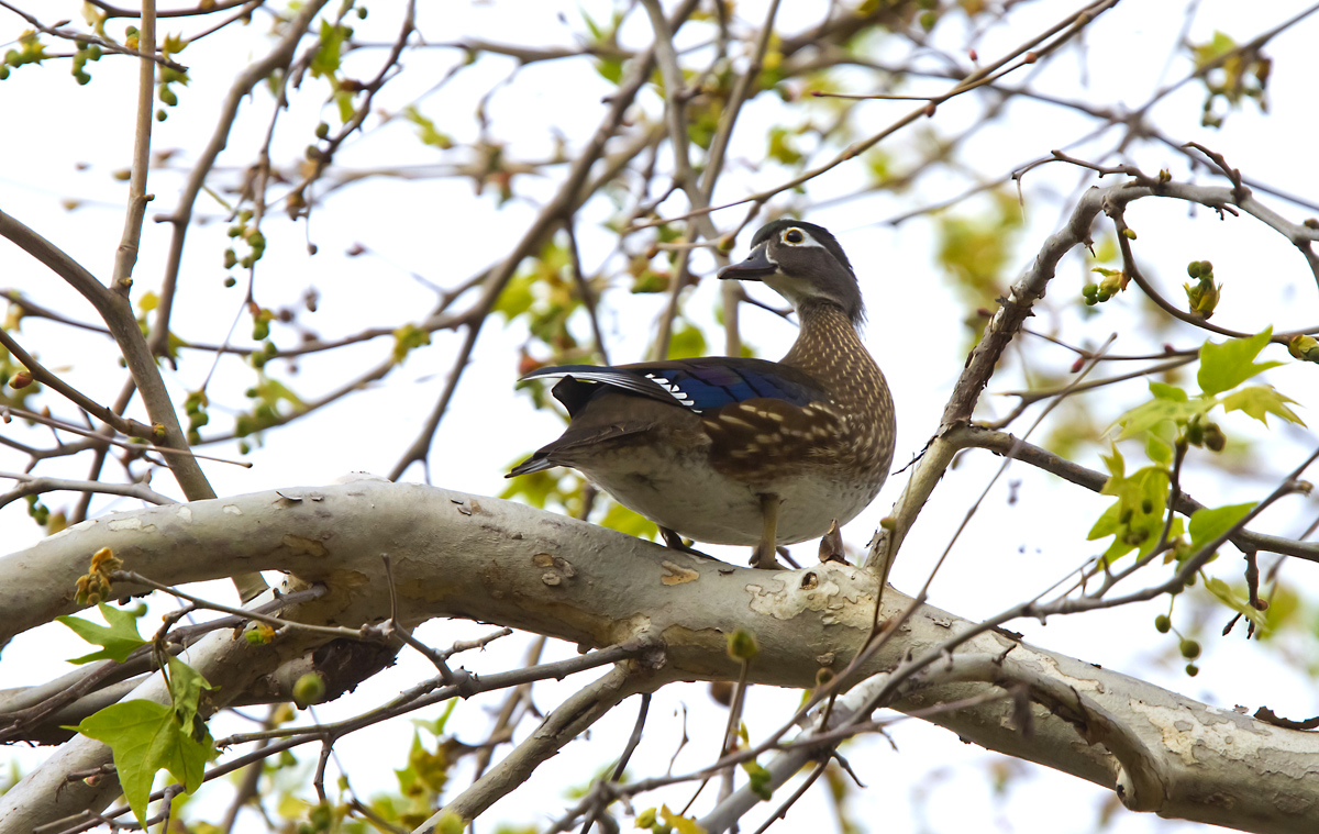 Woodie Out on a Limb