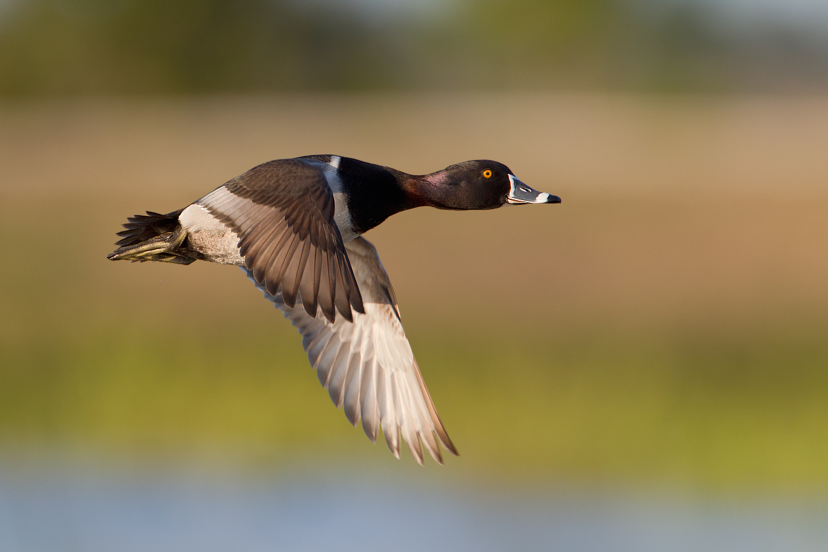 Ring-necked duck 