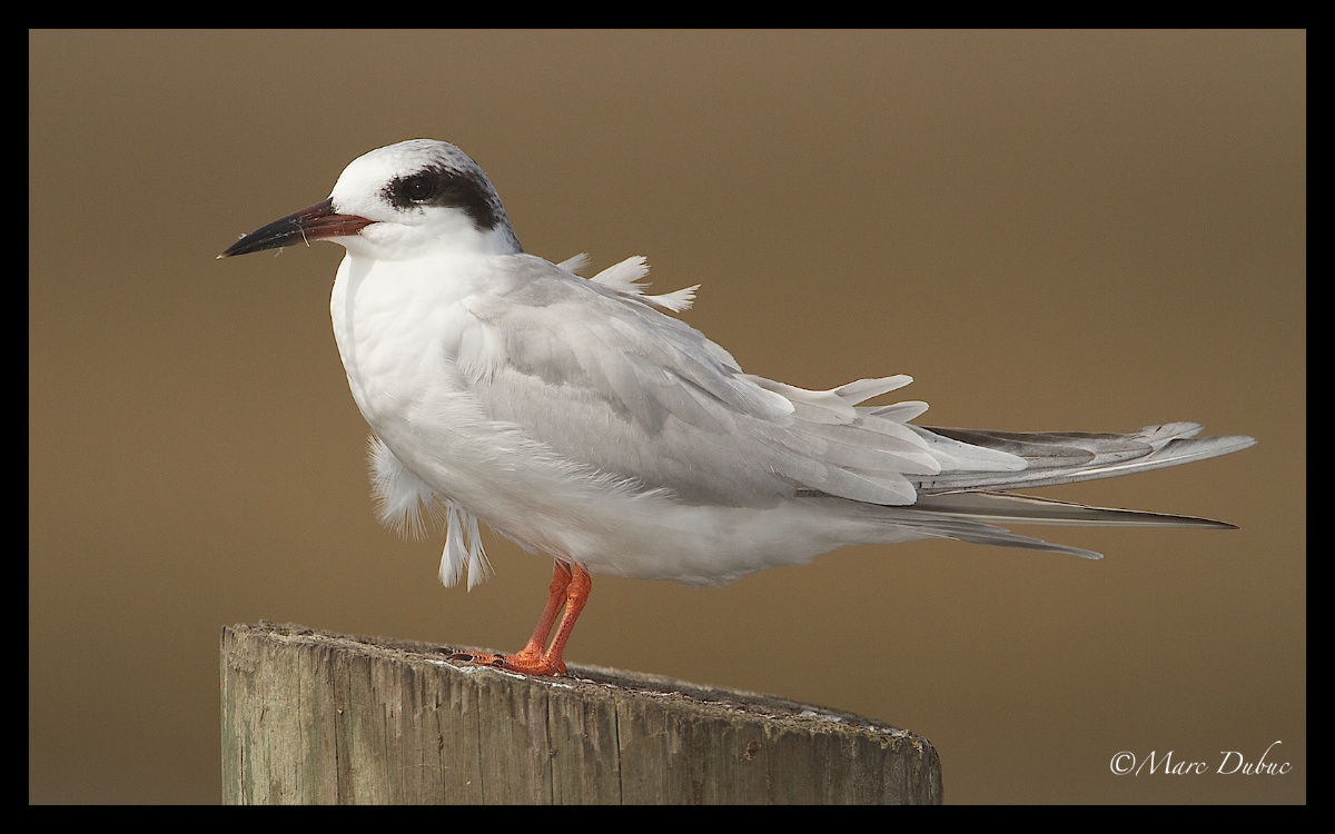 Ruffled Tern