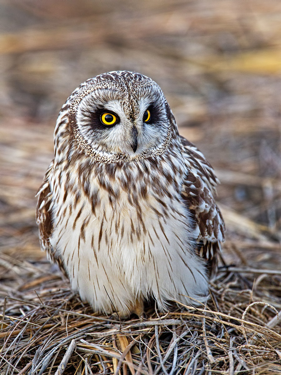 Sunset Short Eared Owl