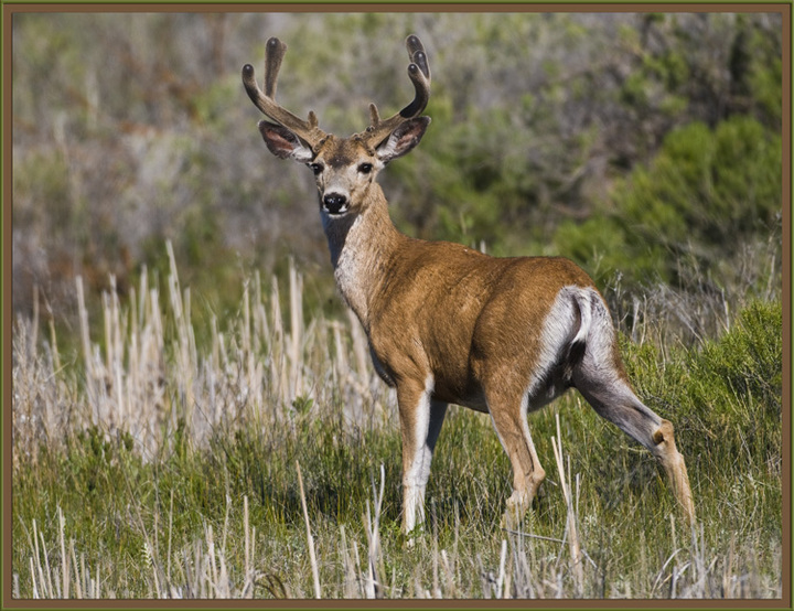 Young Buck