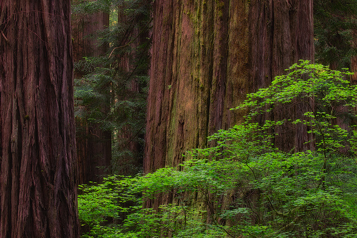 In Between Giants