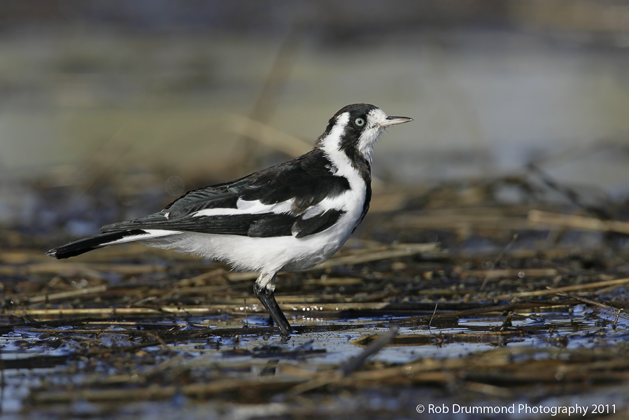 Magpie-lark