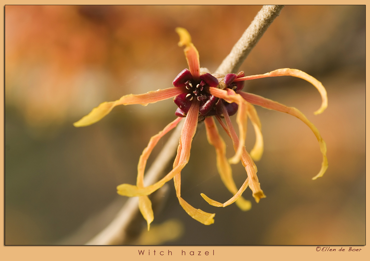 Witch hazel.