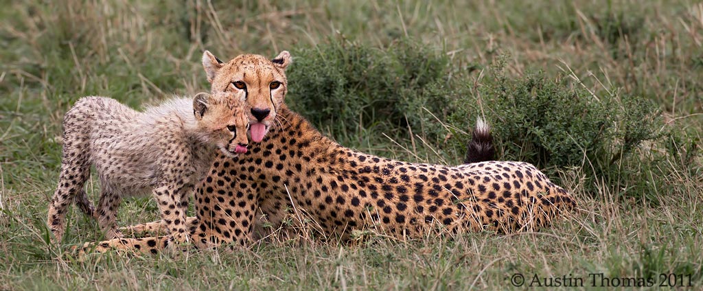 Cheetah cub and mum 