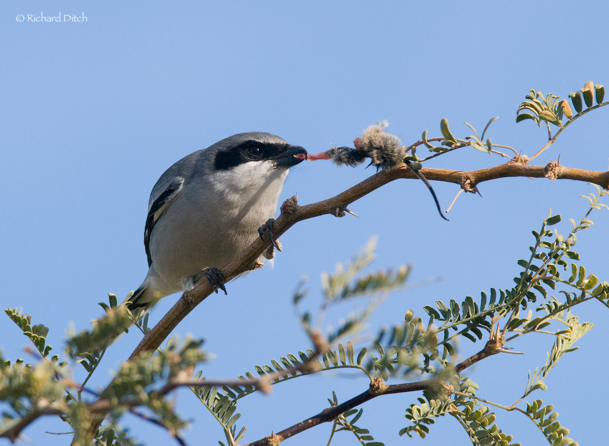 Loggerhead Shrike