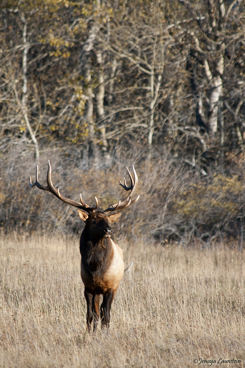 Patriarch Bull Elk