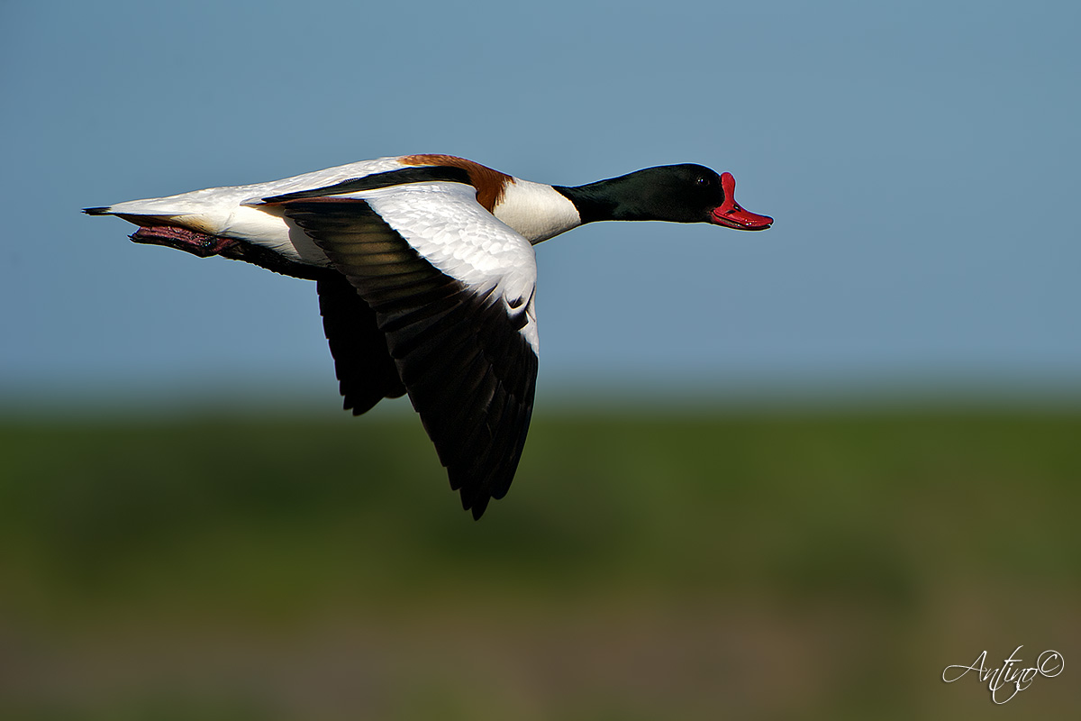 Common Shelduck