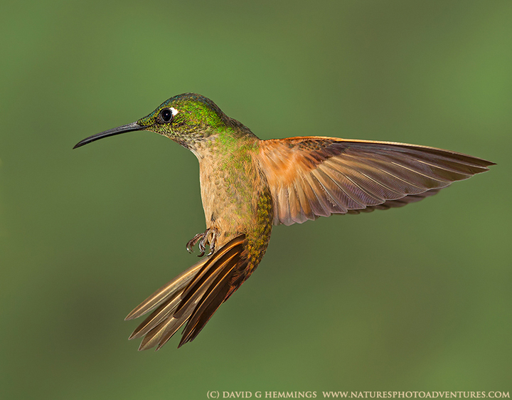 Fawn-breasted Brilliant 