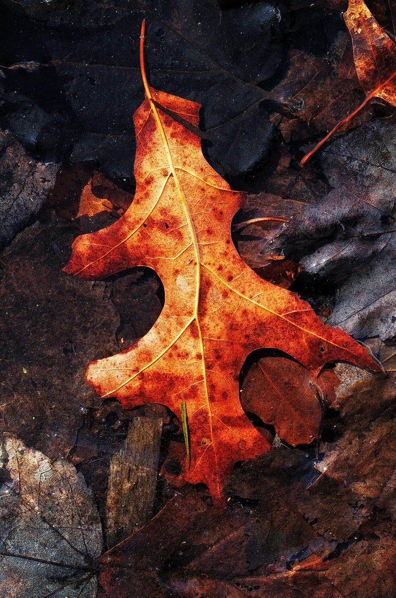 WC#471 Leaves