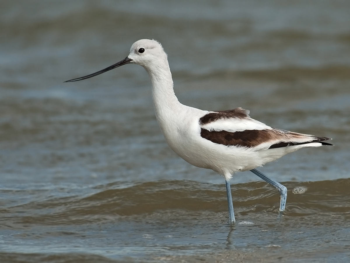 American Avocet