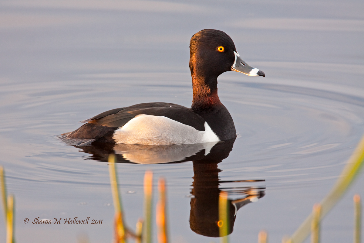 Sunrise Ring-necked Duck