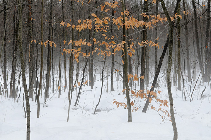 Winter  Fog