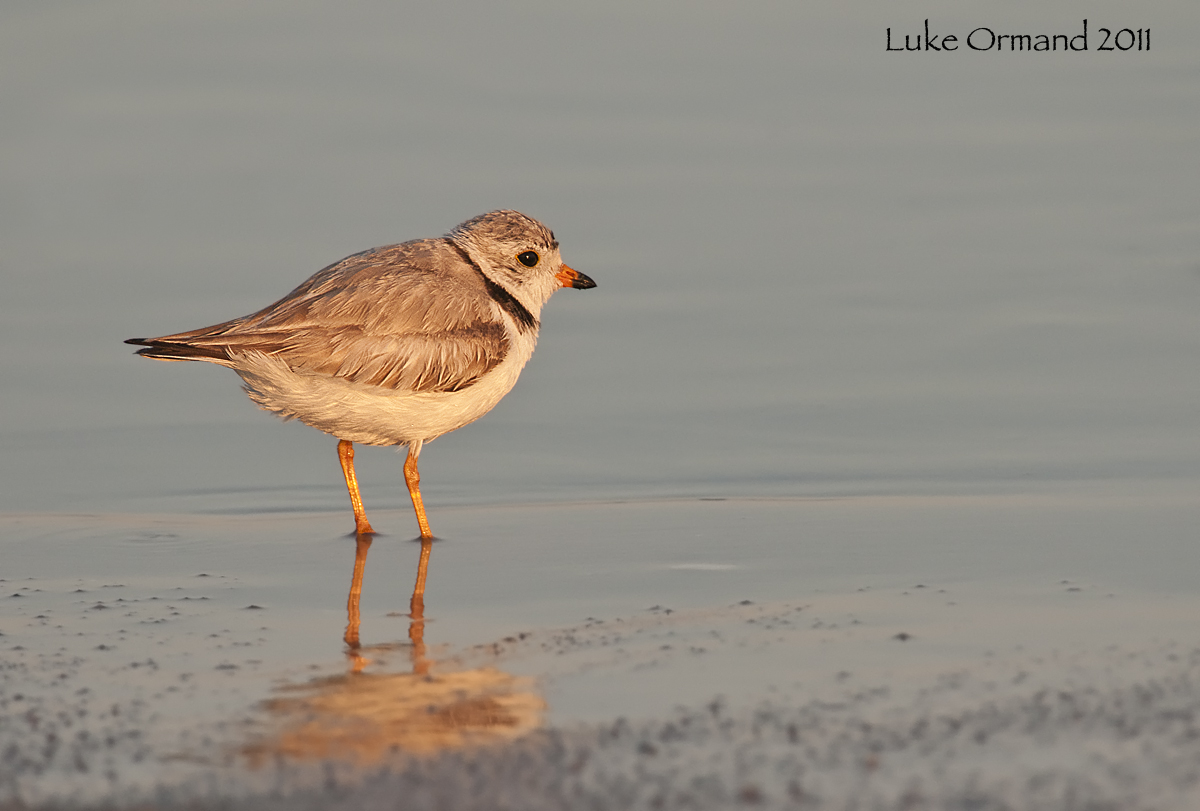 Sunset Plover