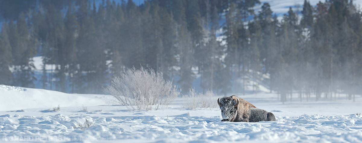 Bison landscape pano