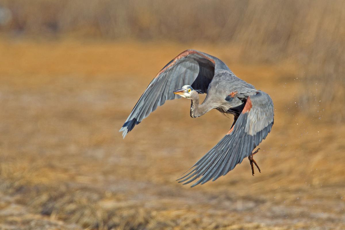 GBH In Flight
