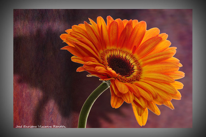 Flower and shadows
