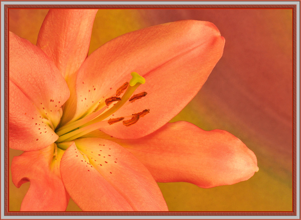 Lily 57