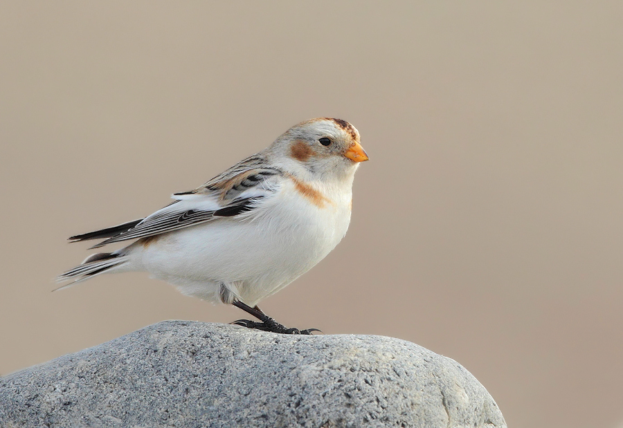 Snow Bunting