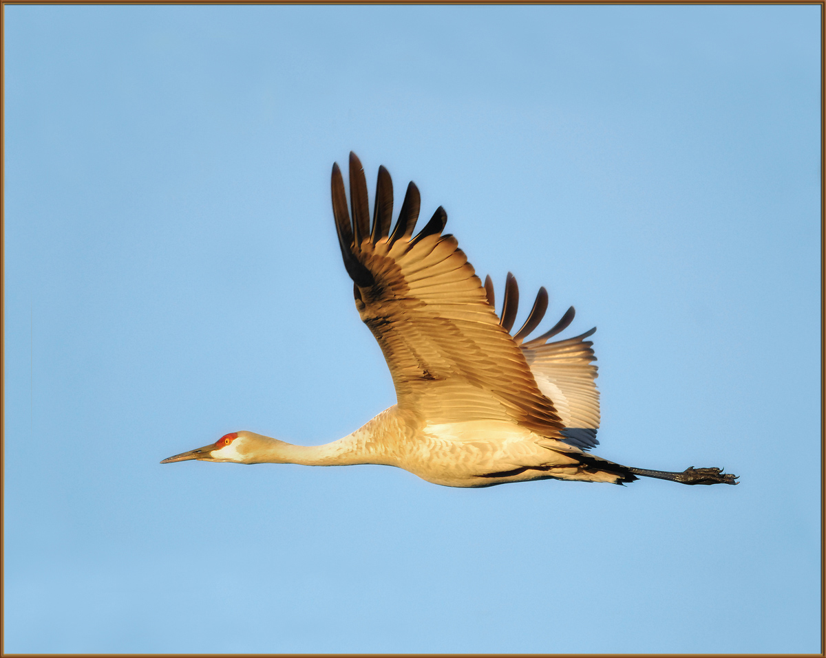 Last Sandhill
