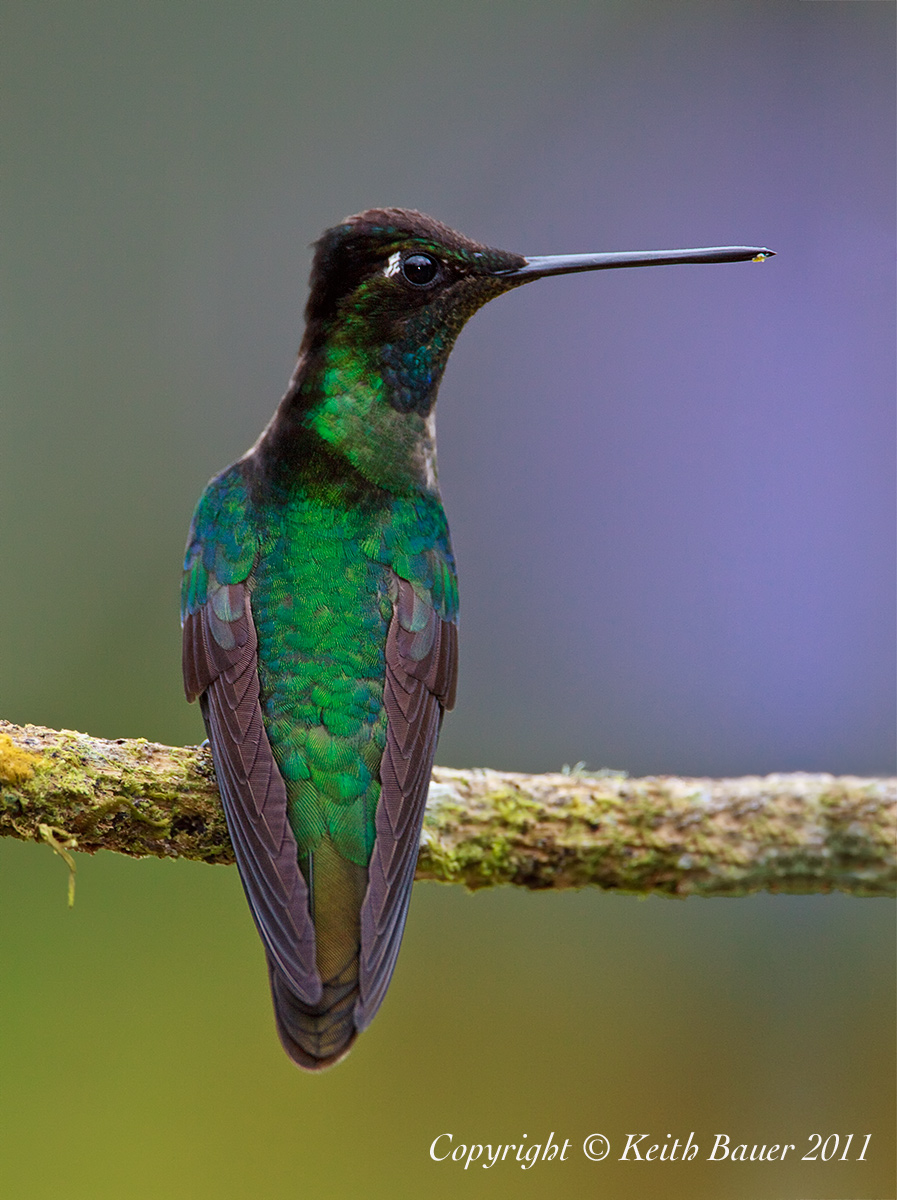 Magnificent Hummingbird
