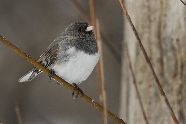 Slate-colored Junco
