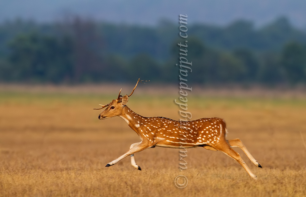 Fleeing the battle field