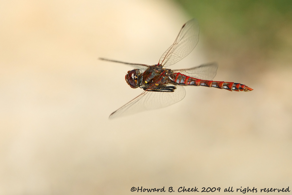 Variegated Meadowhawk