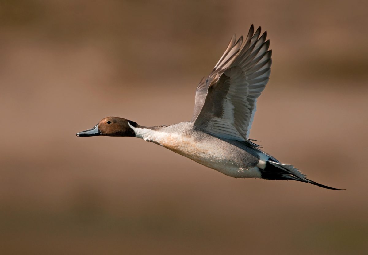 Pintail w/repost